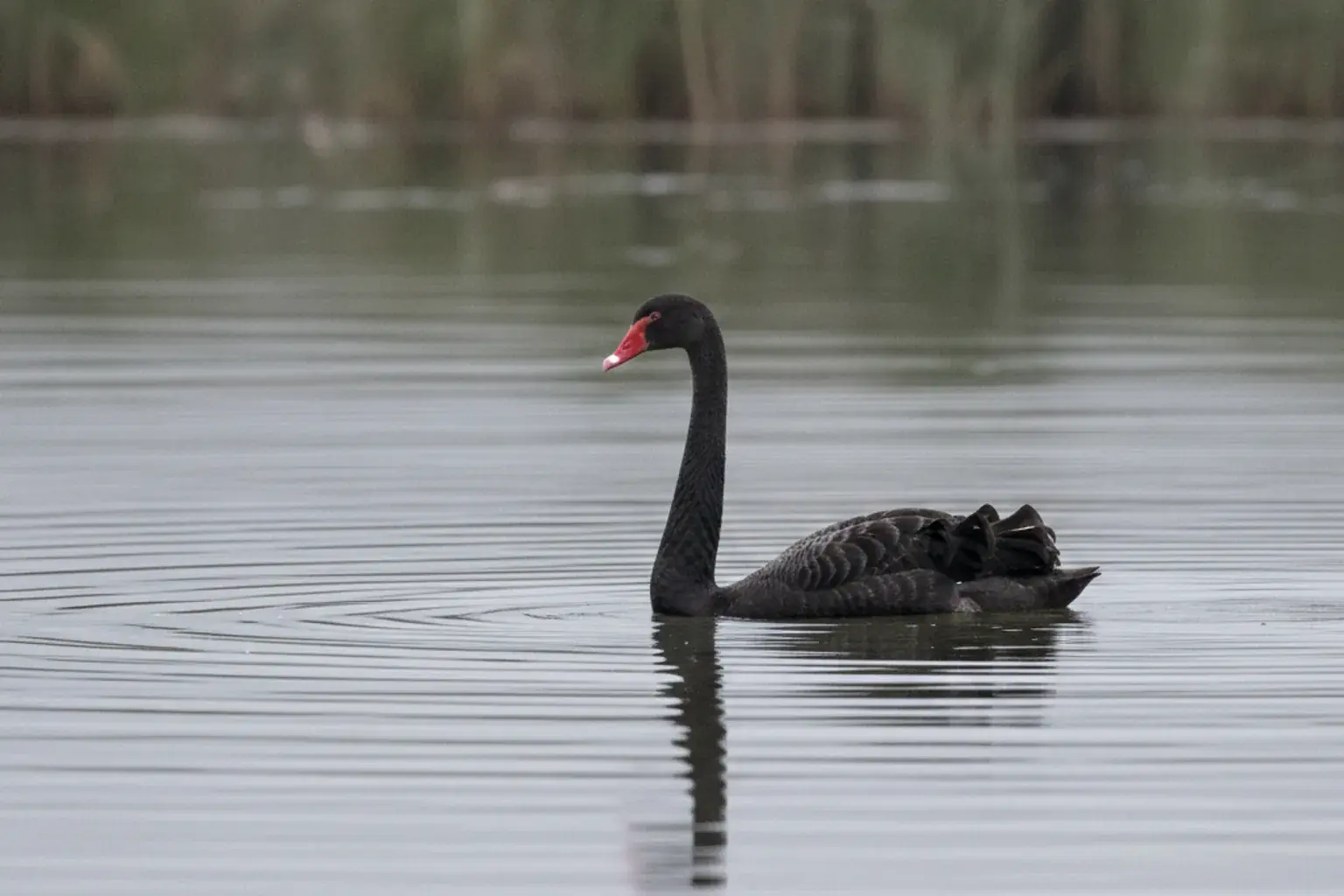 Ein schwarzer Schwan schwimmt allein auf ruhigem grauem Wasser, im Hintergrund ein verschwommenes Ufer