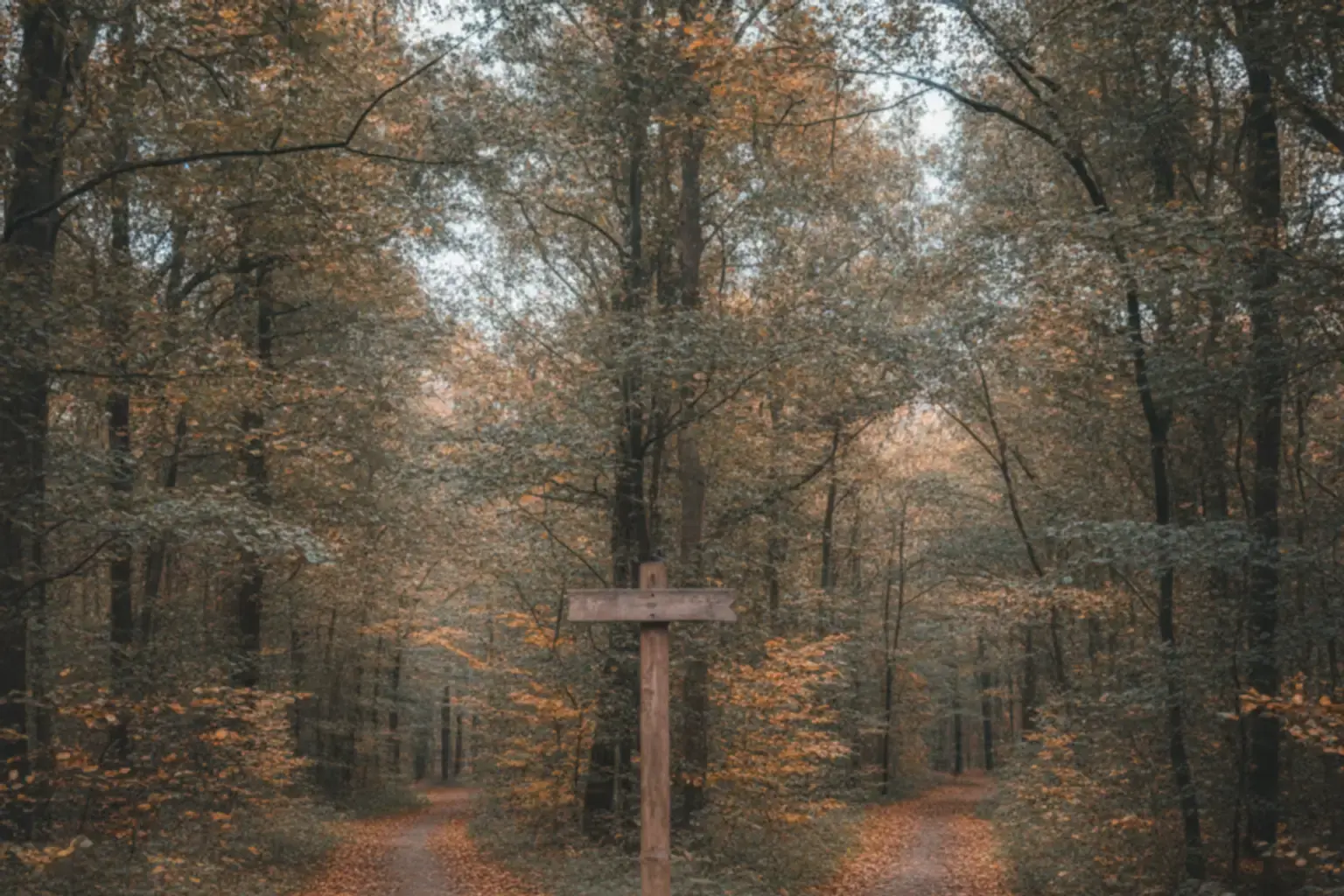 Wanderweg teilt sich in einem Wald in zwei Pfade, beide gut begehbar, an der Gabelung ein leerer Wegweiserpfosten